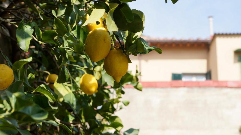 مبيت وإفطار بيزا Borgo Largo 51 المظهر الخارجي الصورة